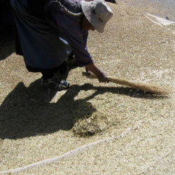 Lady sweeping barley